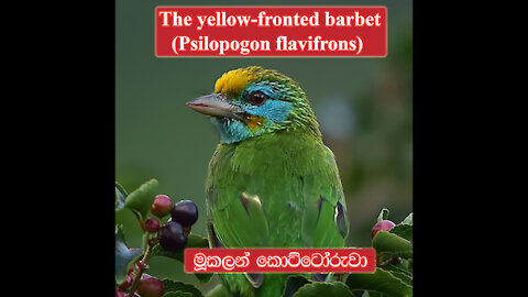 The Yellow-Fronted Barbet | Psilopogon Flavifrons | Asian Barbet | Kottoruwa