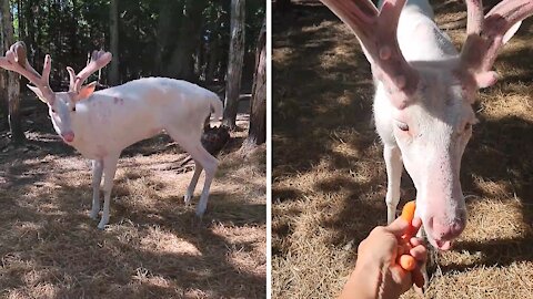 Albino whitetail deer loves being hand fed with carrots