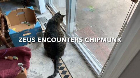 Zeus Encounters Chipmunk