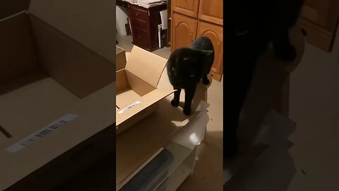 Each Cat to its Own Box