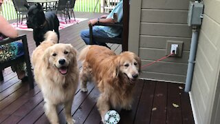 Great Dane Has Fun Playing With Fetching Golden Retriever Friends