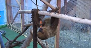 Sloth dies at SeaQuest Las Vegas, activists demanding investigation