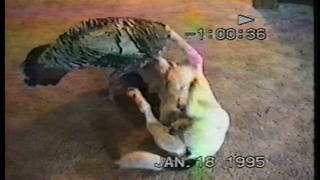 "HILARIOUS: Dog and Turkey Wrestling"