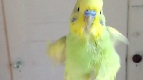Parakeet shakes his feathers dry in slow motion