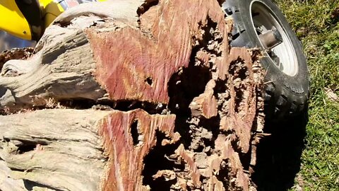 Cedar Stump Rehab