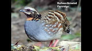 Rufous-throated Partridge bird video