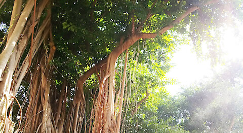 Banyan Tree - Avatar Tree at Eastern Hospital Road, So Kon Po, Hong Kong
