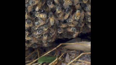 Honeybee hive on side of road