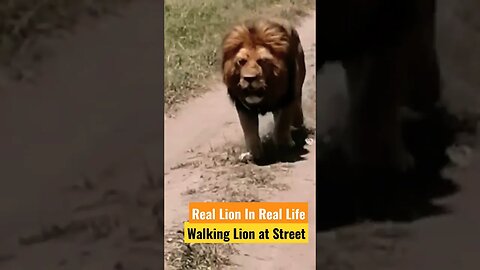 Walking Lion at Street #lion #razimaruyama #wildanimals #lionattitude