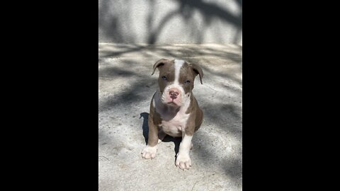 A little Pitbull (60 days) with a lot of energy to spend!