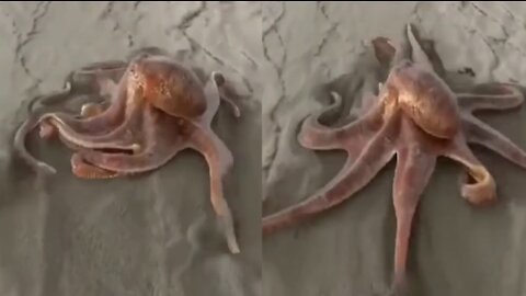 Octopus crawling on the beach sand