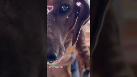 Face to Face with Cute Dachshund Weenie Dog! #pets #dogshorts #dogreaction #smalldog #viralshorts