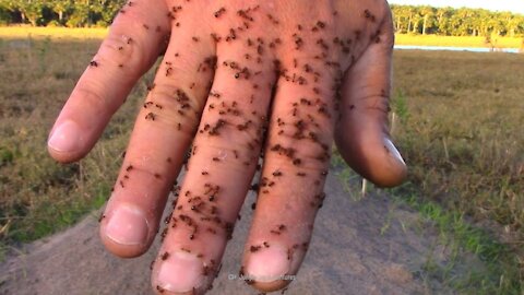 How to Survive Being Attacked by 500,000 Fire Ants