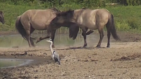 Wild Konik horses wrestle and play around with each other