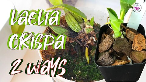 The CARE of Two Laelia Crispa Orchids & their 20 Month Journey | Two Set Up Options #ninjaorchids