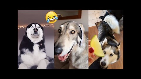 Pets Cute Funny Dog // full enjoying dog