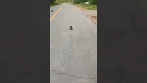 she/her almost gets attacked by a baby racoon!