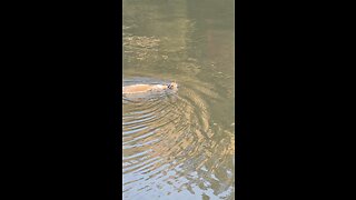 Squirrel Swimming Across the Lake