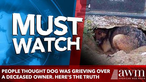 People thought dog was grieving over a deceased owner. Here's the truth