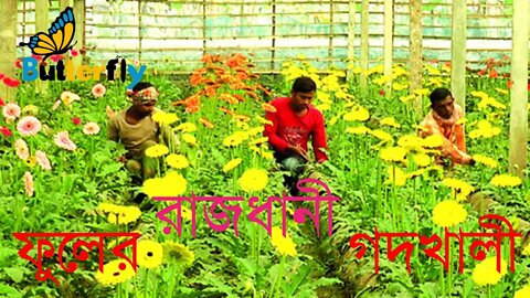 The beautiful place in Jashore, Capital of flowers gadkhali ✿✾ ফুলের রাজধানী গদখালী, যশোর !