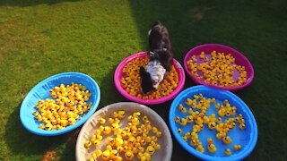 Nevada Humane Society Duck Race Promo