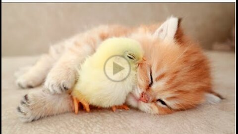 Kitten sleeps sweetly with the Chicken,funny,funny cat,viral,