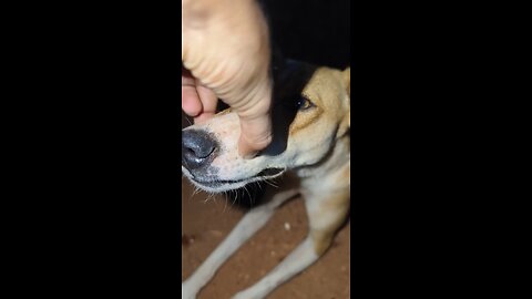 playing with Doggy 🐕🐶🦷🦷#dog #funny #pet #petvideo