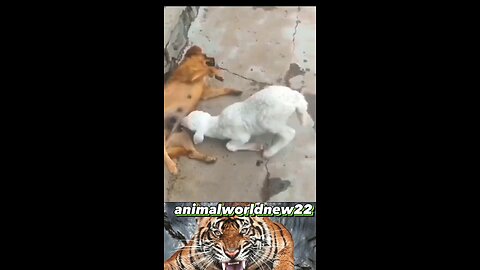 animal fani video hahahaha 😂😅