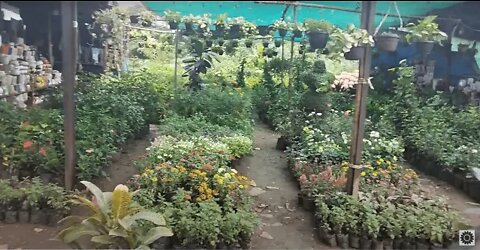 Plant Nursery | Miraroad Plant Nursery | Best Plant Nursery