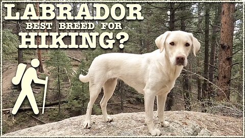 Is the Labrador the Best Dog Breed for Hiking?