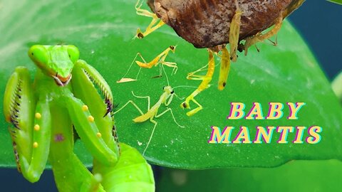 Mama Mantis Laying To Many Eggs - BABY MANTISES Hatched So Cute