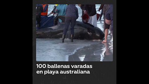 Tragedia ecológica en Australia: 100 ballenas varadas, la mitad mueren