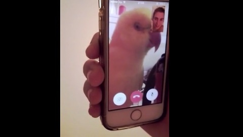 Parrot uses FaceTime to chat with owner
