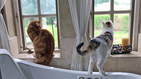Curious Great Dane & cats love to watch squirrels from the bathroom