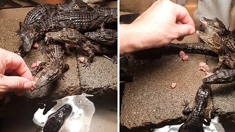 Hand feeding baby crocodiles