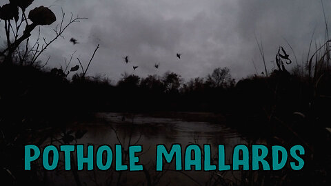 Pothole Mallards