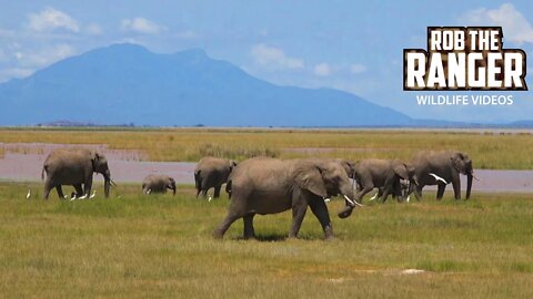 Elephant Herd At Lake Amboseli | Zebra Plains Safari