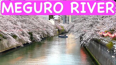 Meguro River Cherry Blossoms (目黒川桜祭り)