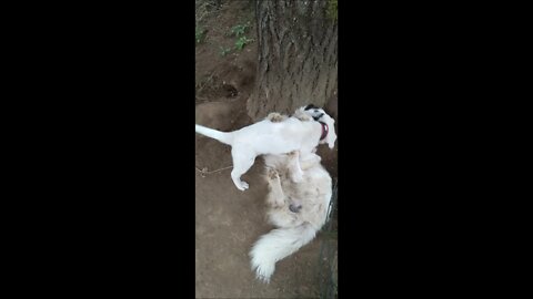 Round Two! World's Laziest Barnyard Wrestling. Impertinant Pup Provokes Patriarch