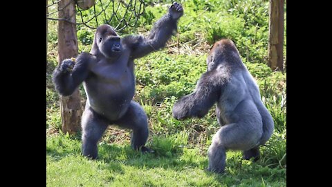 Gorillas fight between them
