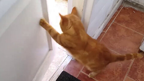 Elvis the ginger Kitten learning how to open the front door