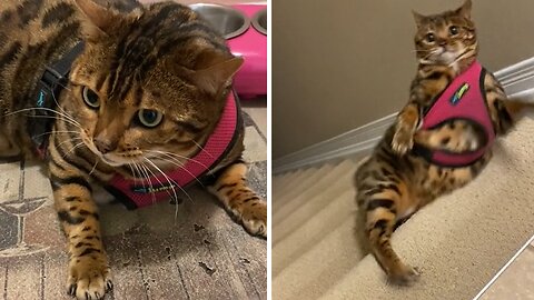 Cat Has A Hilarious Reaction To Wearing Harness For The First Time