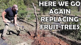 Here We Go Again Replacing Fruit Trees