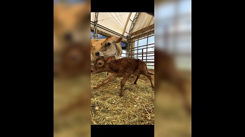 New born calf takes its first steps