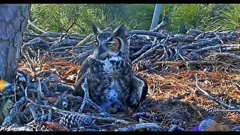 More Breakfast For a Hungry Owlet 🦉 2/25/22 08:53