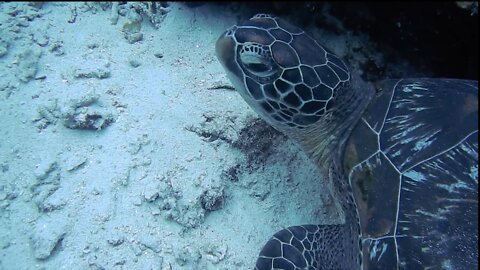 The most beautiful sea turtle in the ocean is the critically endangered hawksbill