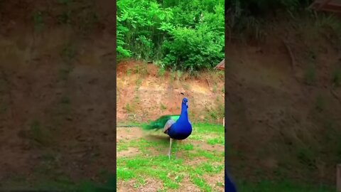 da até vontade de criar um pavão 😲😲😲😲