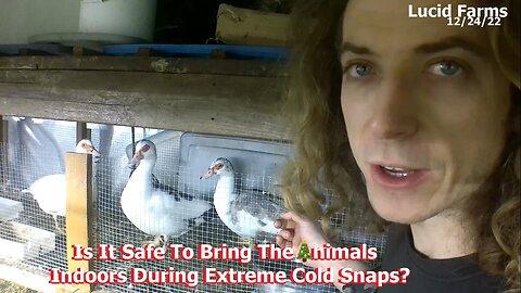 Is It Safe To Bring The Animals Indoors During Extreme Cold Snaps? 12/24/22 Lucid Farms.