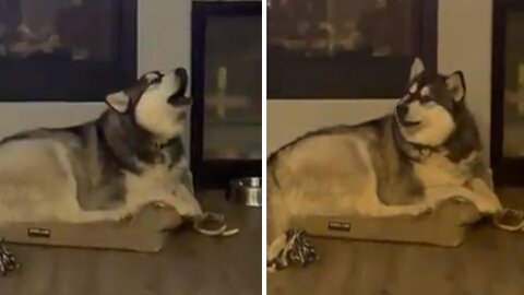Husky Hilariously Gets Lured Into Howling Contest