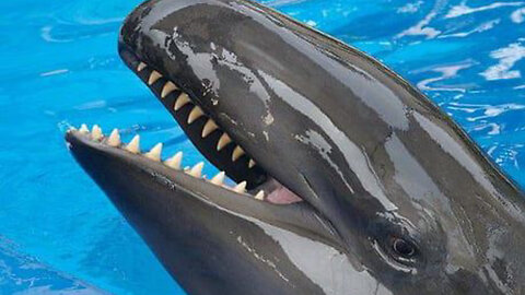 How Bizarre Is A Wholphin?